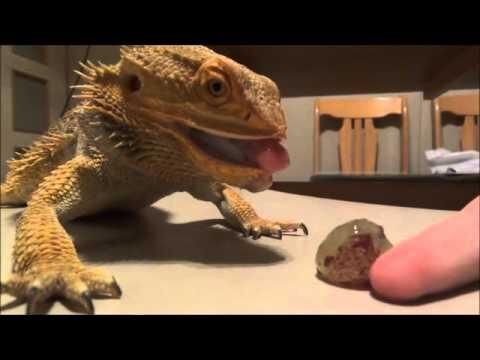 can bearded dragons eat grapes