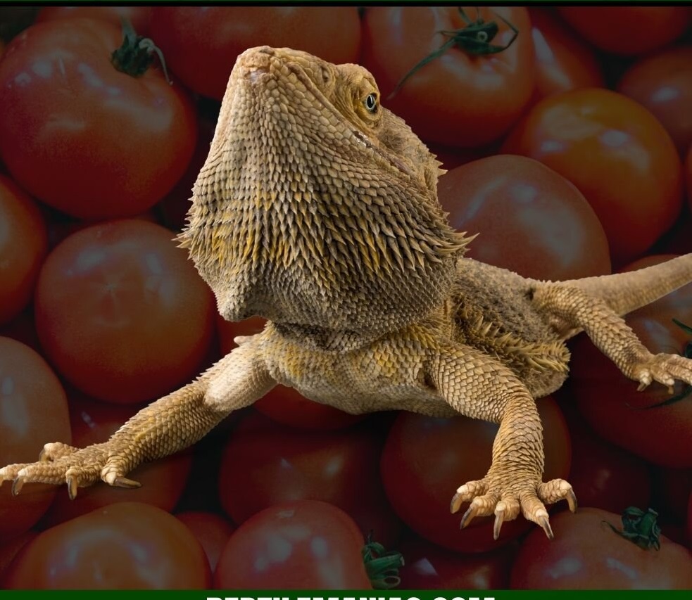 can bearded dragons eat tomatoes