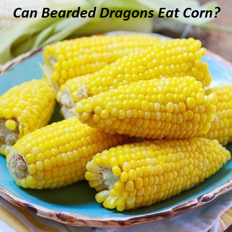 can bearded dragons eat corn