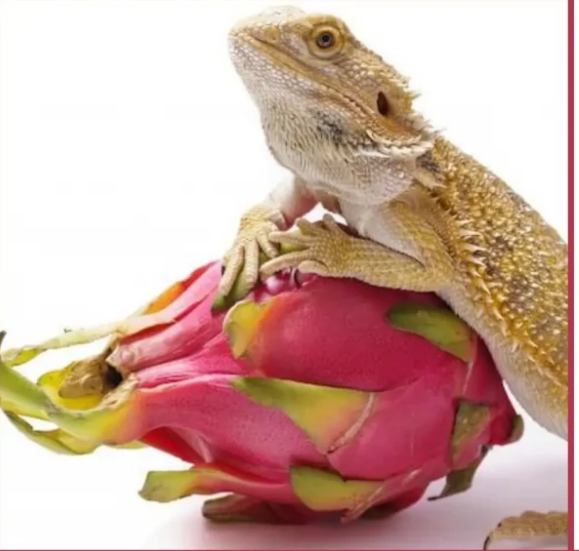 can bearded dragons eat dragon fruit