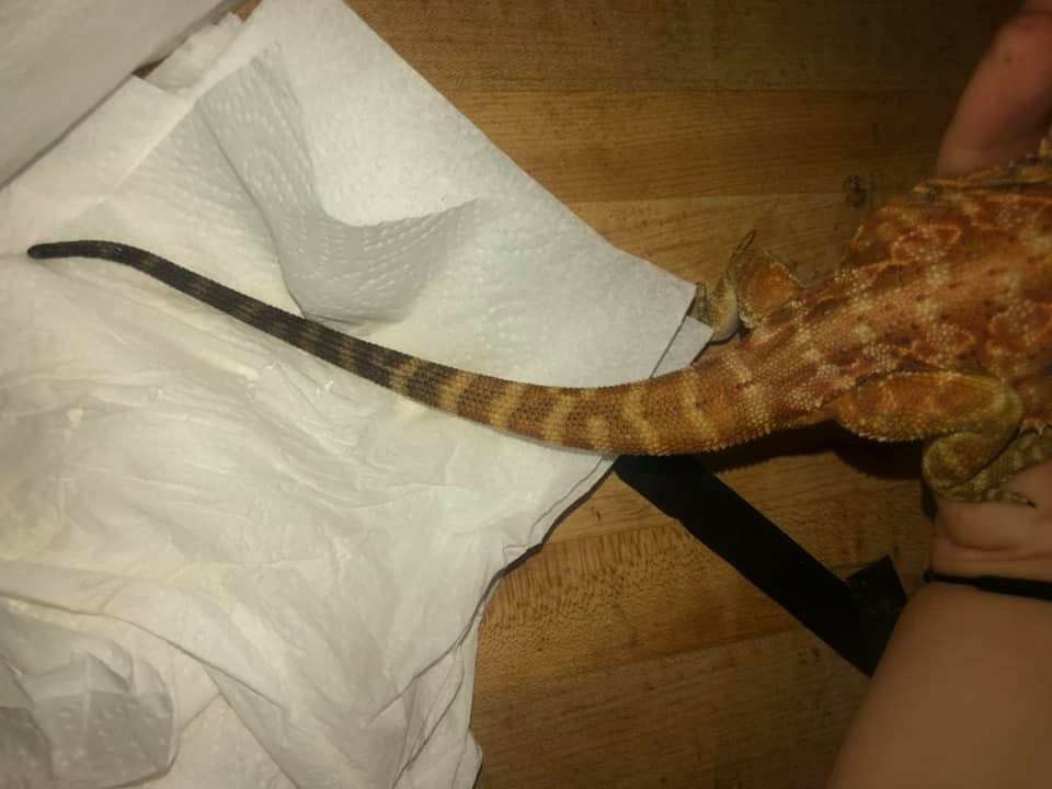 tail rot in bearded dragons