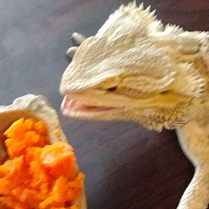 Can bearded Dragons eat Carrots