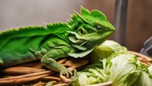 can bearded dragons eat cabbage