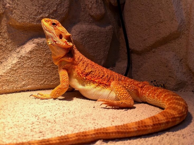 orange bearded dragon
