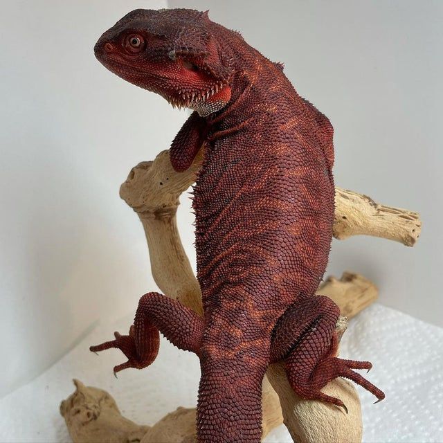 Enclosure of red monster bearded dragon 